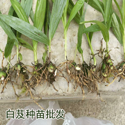 2019白芨,種苗,品種如何選擇_白芨小苗咨詢