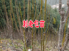 人工栽植刺嫩芽技術(shù)與要求?圖3