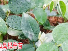 山豆根種植農(nóng)戶_山豆根種子育苗技術(shù)圖2