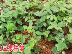 山豆根種植農(nóng)戶_山豆根種子育苗技術(shù)圖3