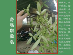 青花椒每畝收入在多少?_青花椒價格免費(fèi)咨詢圖2