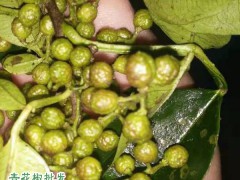 農(nóng)戶儲存鮮青花椒方法不防試試圖3