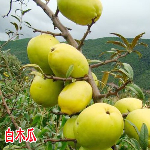 西雙版納紅心木瓜價(jià)格_紅心木瓜供應(yīng)