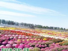 花海是什么_哪里有免費(fèi)設(shè)計(jì)花海的公司圖2