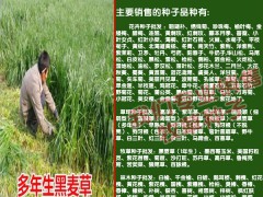 種植兩畝墨西哥玉米草可以養(yǎng)殖羊100只左右圖2