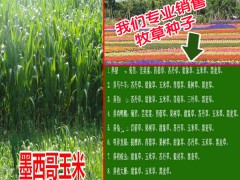 便宜甜高粱種子多少錢?_每斤50元~60元左右圖3