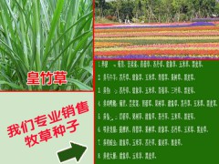 甜高粱種植優(yōu)勢(shì)_株高能達(dá)到多少?圖2