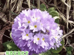 迎春花與報春花如何區(qū)分圖2