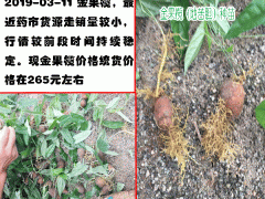 云南地苦膽苗-較新栽培方法資料圖3