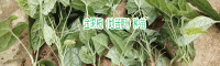 地苦膽功效_金果攬苗_九龍膽種植技術(shù)