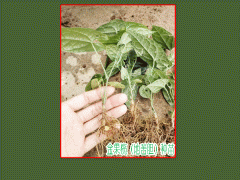 地苦膽(又叫金果攬)種苗，白芨種苗，黃精種苗圖3