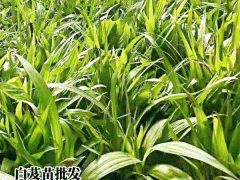 白芨種苗_白芨苗多少錢一株?圖2