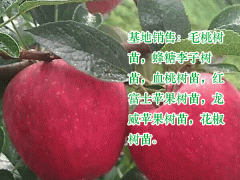 永青一號(hào)_云南曲靖花椒苗價(jià)格_馬龍花椒苗供應(yīng)廠家圖3