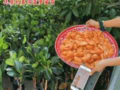 泰國紅肉菠蘿蜜_七種菠蘿蜜種植管理的建議圖3