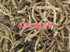 小草烏圖片_小草烏成品多少錢一公斤?云南小草烏成品供貨商圖2