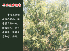 牛油果樹(shù)苗價(jià)格多少#牛油果盆栽結(jié)果了#牛油果樹(shù)苗哪里能買(mǎi)到圖2