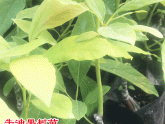 那里有牛油果樹苗&牛油果要怎么種植盆栽&牛油果幾年結果?圖3