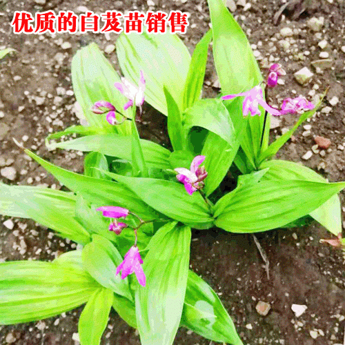 優(yōu)質(zhì)白及_白芨種植對土壤的幾點(diǎn)要求