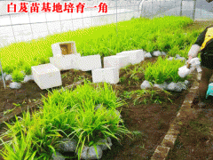 優(yōu)質(zhì)白及_白芨種植對土壤的幾點(diǎn)要求圖3