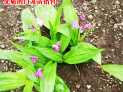 優(yōu)質(zhì)白及_白芨種植對土壤的幾點(diǎn)要求圖2