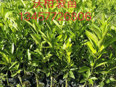 沃柑是橘子還是橙子_種植沃柑高產(chǎn)的技術(shù)圖3