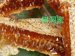 云南大排蜂圖片|排蜂和土蜂哪個(gè)好圖2