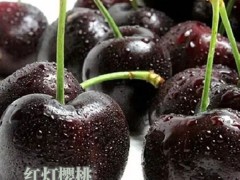 種植櫻桃如何管理_櫻桃種植管理技術(shù)資料圖3