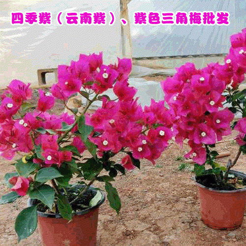 昆明三角梅零售(批發(fā))花期