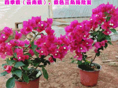 云南三角梅小苗批發(fā)_昆明三角梅花期-芊蕁三角梅基地圖3