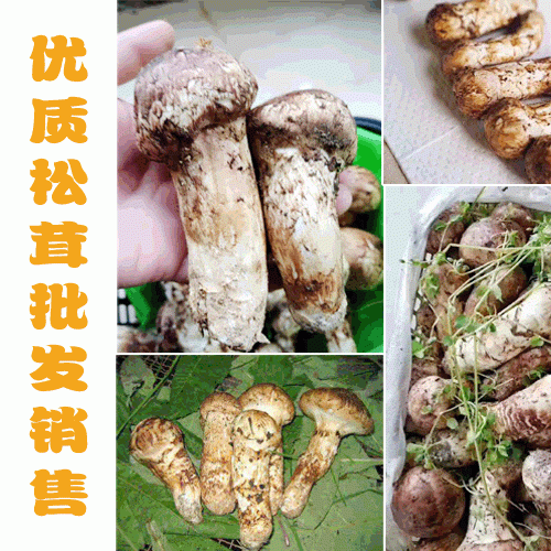 產(chǎn)地松茸是如何分級(jí)別的_云南松茸農(nóng)戶(hù)批發(fā)(附價(jià)格表)