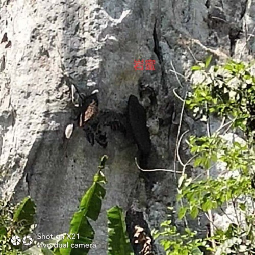 哀牢山的生態(tài)土蜂蜜 、百花蜜、山花蜜、小掛蜂蜜