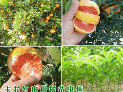 哪些方適宜種植紅肉臍橙(種植技術(shù))圖2