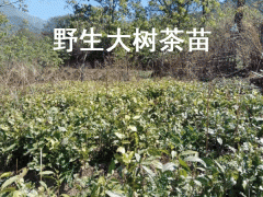 茶樹苗適合在海拔多少地方種植圖3