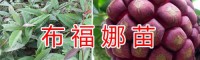 文山蘋果苗批發(fā)價格信息-香脆黃李苗/云南水果馴化苗