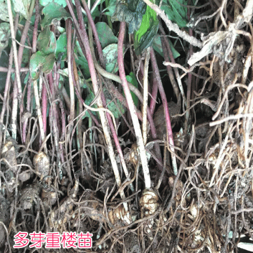 重樓種植一畝成本價(jià)_多芽重樓種苗價(jià)格