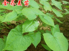 金蕎麥種植多久可以收?哪里有種苗銷售圖3