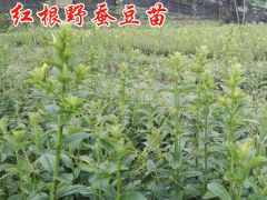 紅根野蠶豆怎么種植圖3