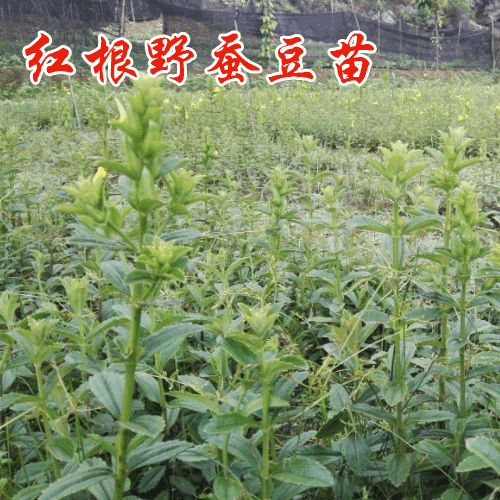 紅根野蠶豆種植時間