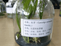 仙茅苗哪里有賣?_仙茅種子多少錢一斤培育仙茅圖片圖3