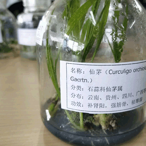 仙茅種植前景_仙茅苗價(jià)格仙茅苗