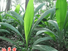 仙茅種植前景_仙茅苗價格仙茅苗圖2