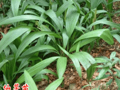 仙茅種植前景_仙茅苗價格仙茅苗圖3