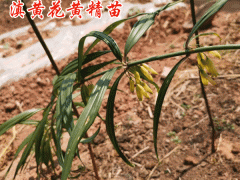 黃精的種植方法圖2