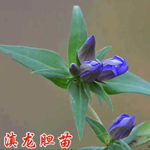 龍膽草（苗）的繁殖技術(shù)