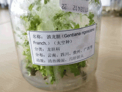 龍膽草（苗）的繁殖技術(shù)圖2