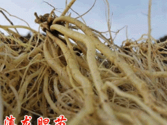 龍膽草種植成本分析_云南龍膽草苗供應(yīng)圖1