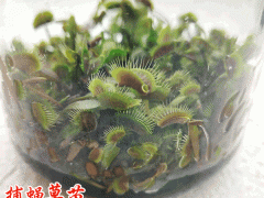 捕蠅草食蟲植物草圖片圖2