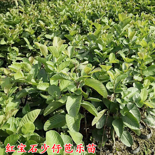 什么是臺(tái)灣西瓜芭樂(lè)（紅心番石榴）