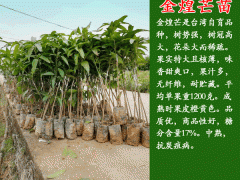 2019批發(fā)金煌芒果苗_金煌芒果苗批發(fā)中心圖3