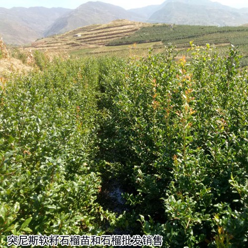 突尼斯軟籽石榴苗樹(shù)苗種植兩年就能結(jié)果